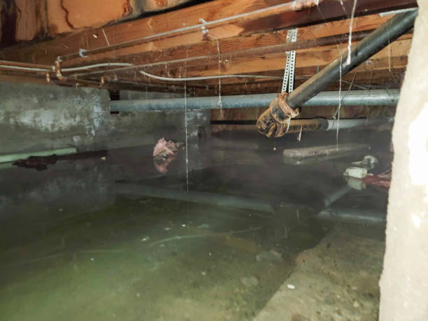 Best Professional water damage repair  in Galena, IL