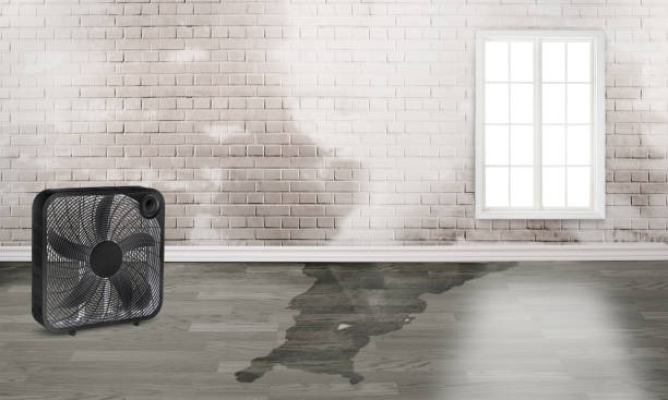 Best Water damage contractors near me  in Galena, IL